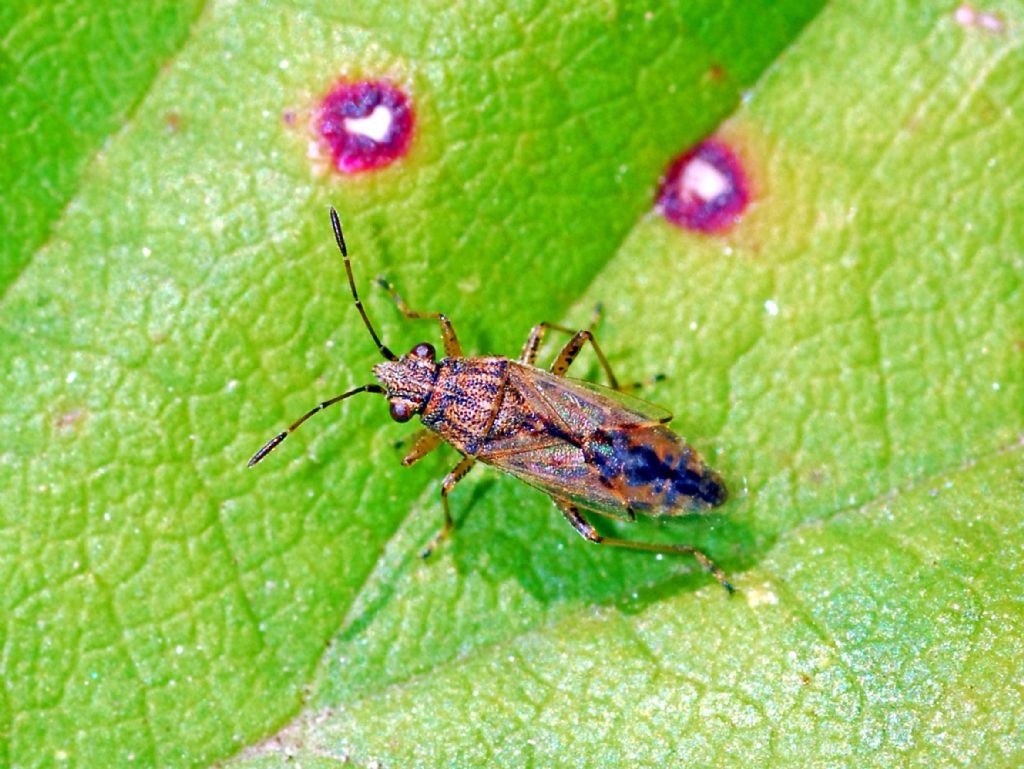Un minuscolo emittero: Lygaeidae: Nysius sp.